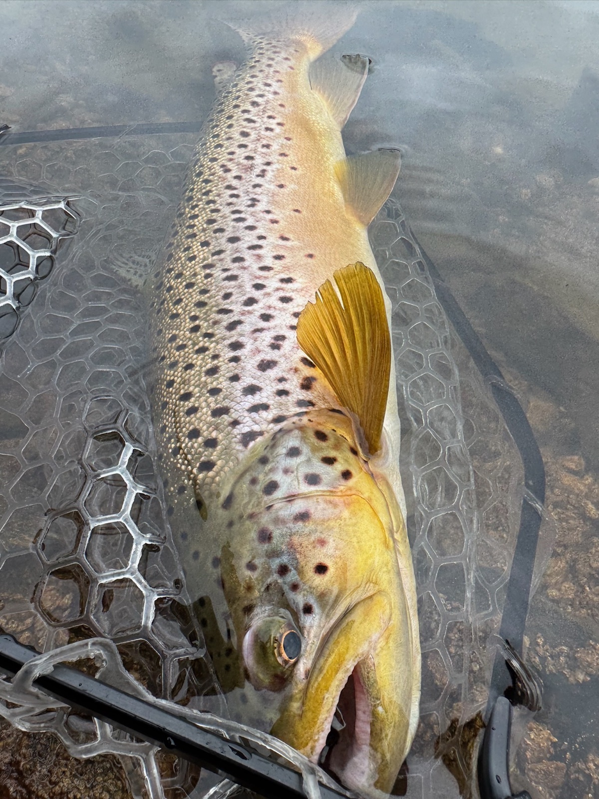 Colorado trout 83