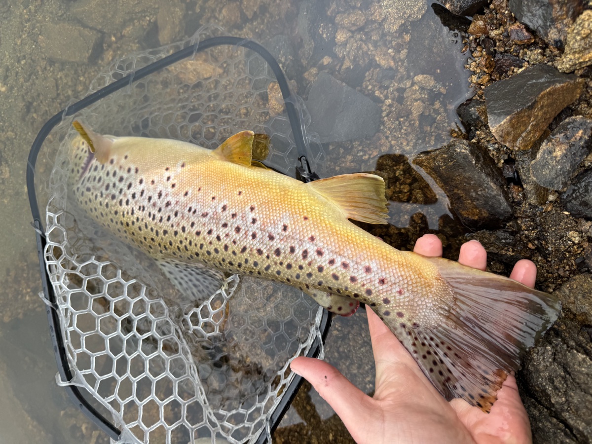 Colorado trout 84