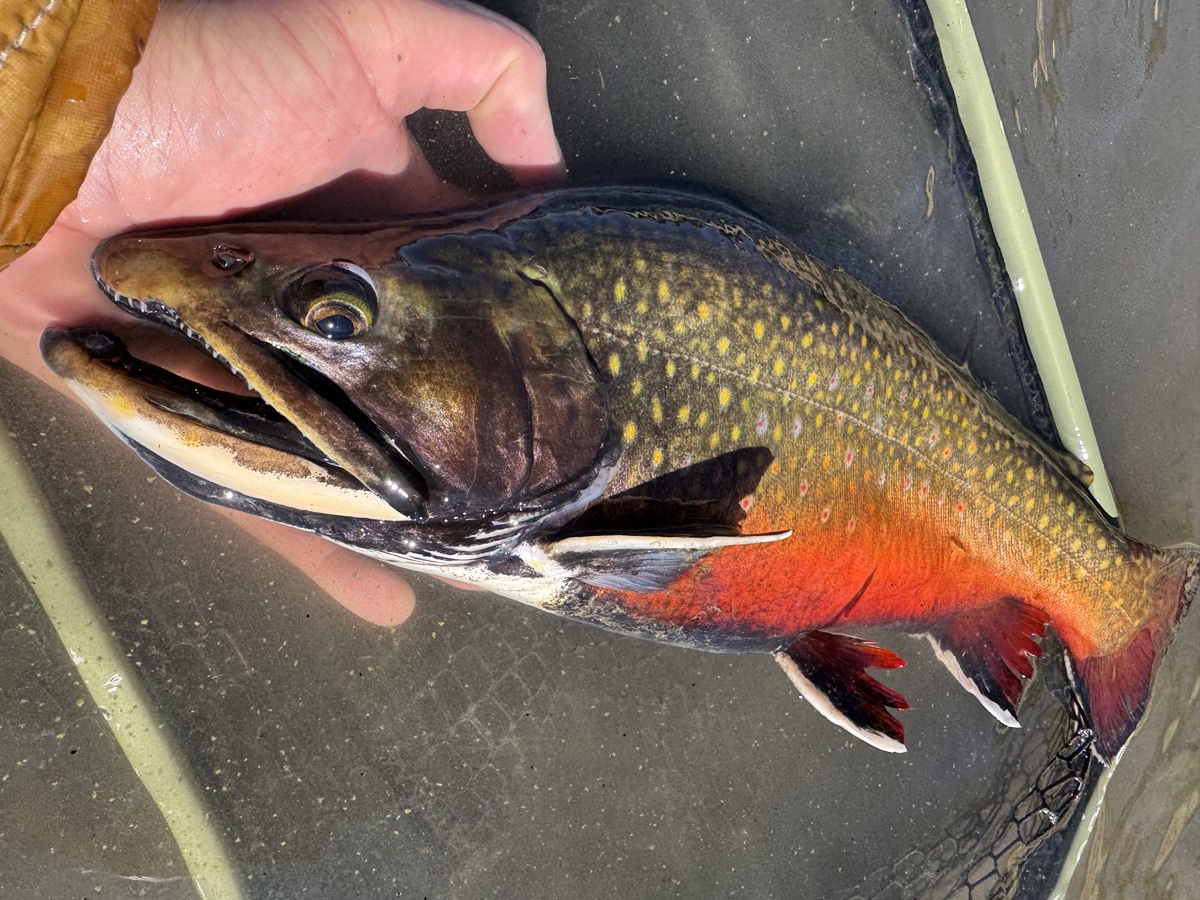 Colorado trout 85