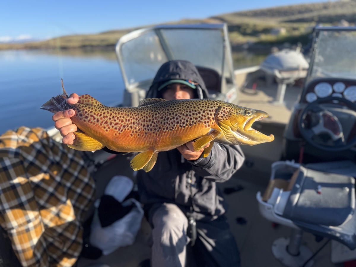 Colorado trout 88