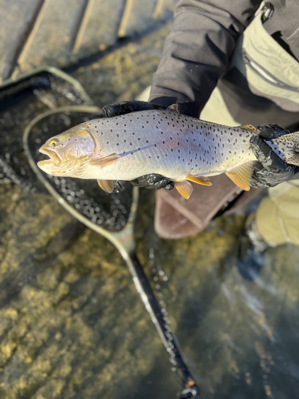 Colorado trout 9