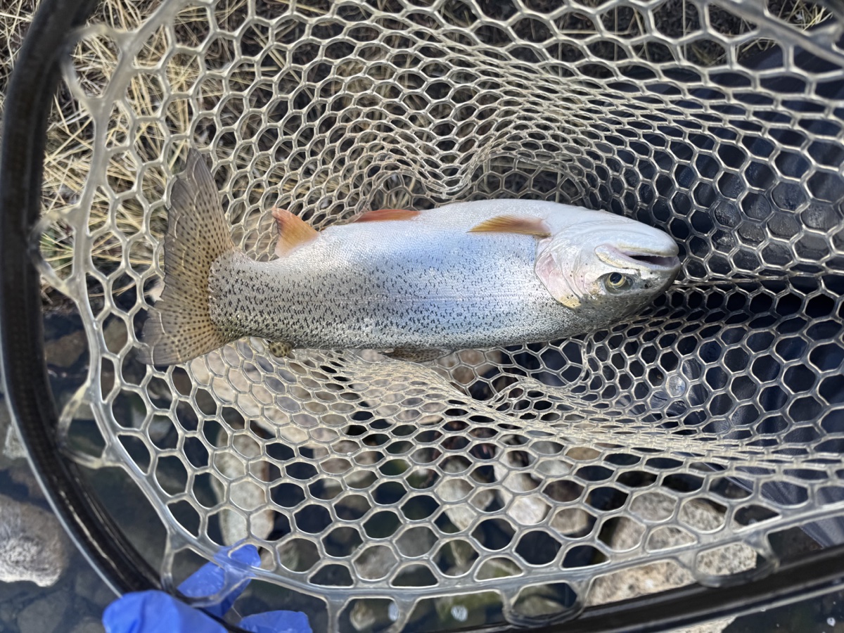 Colorado trout 92