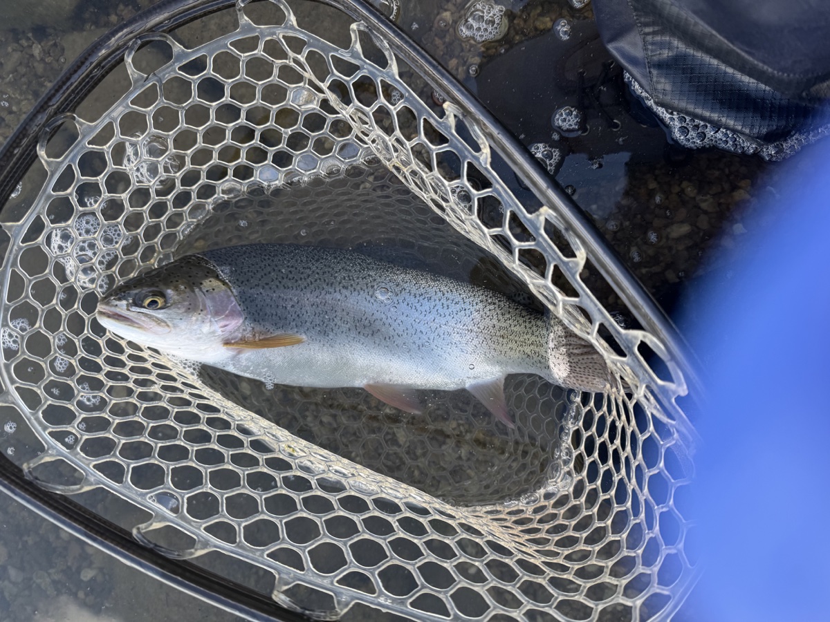 Colorado trout 93