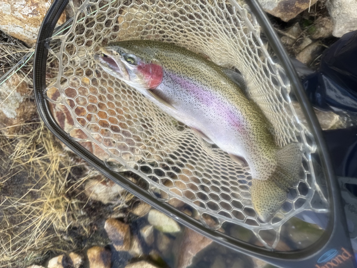 Colorado trout 94