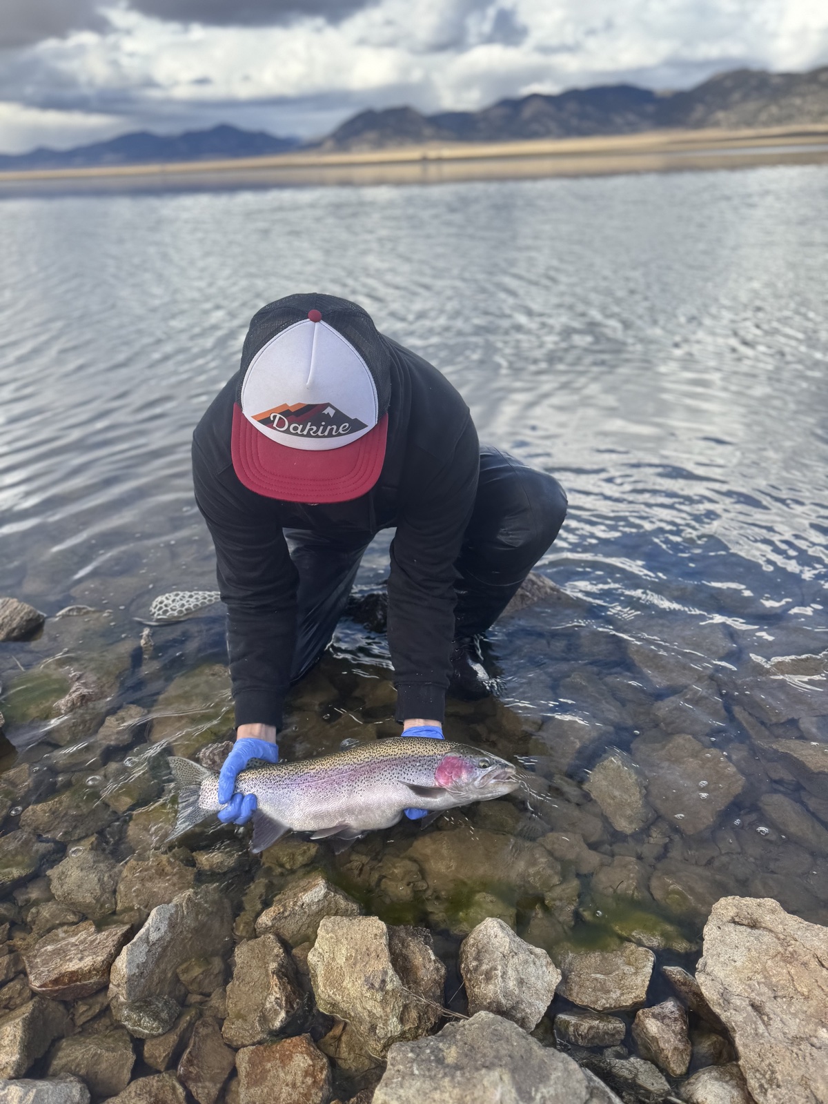 Colorado trout 95